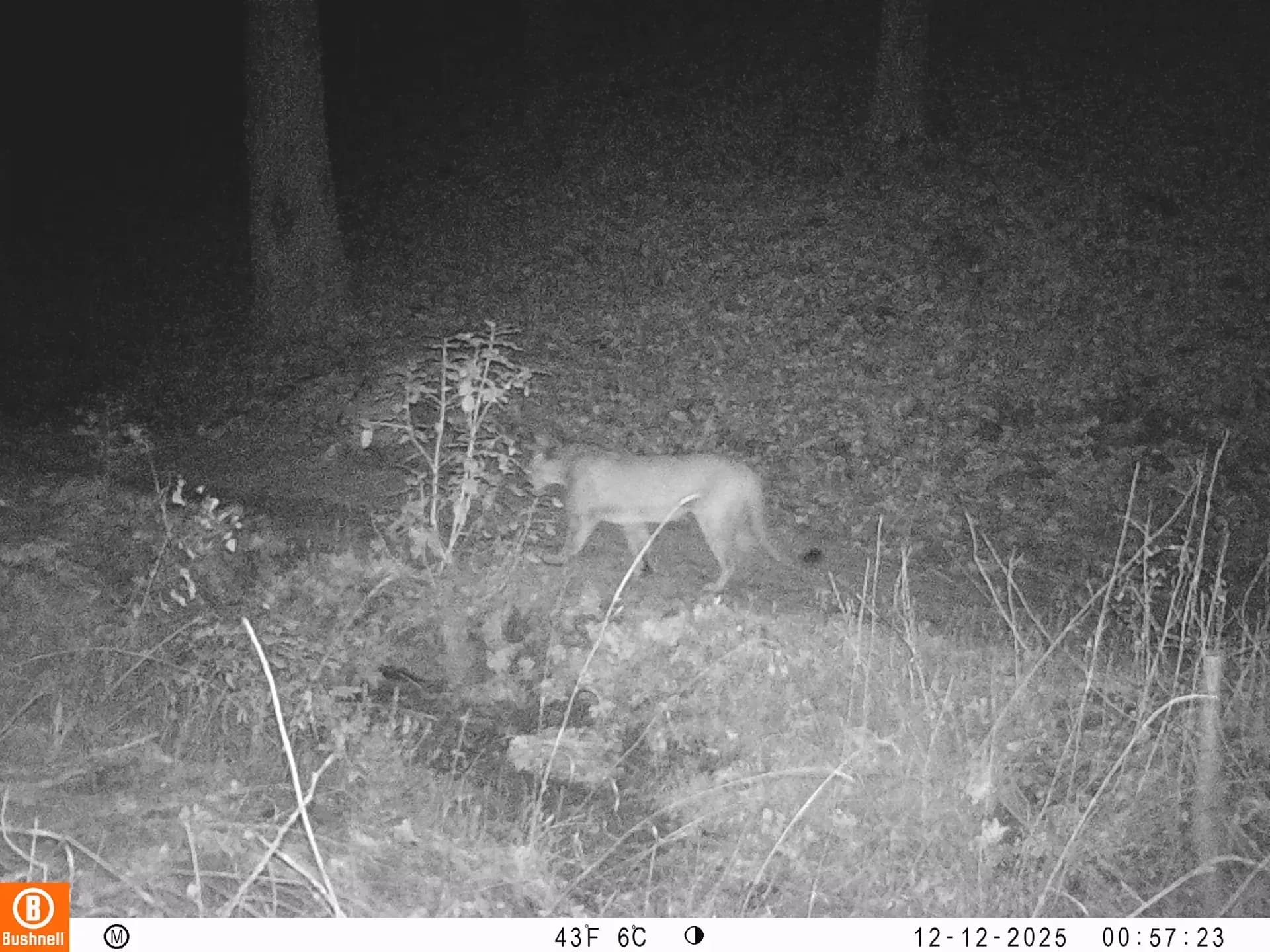 Trail camera photo of a mountain lion