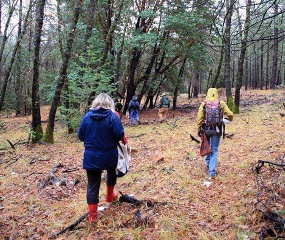 Foragers walking through an oak and conifer forest during YWI's annual Fungus Foray