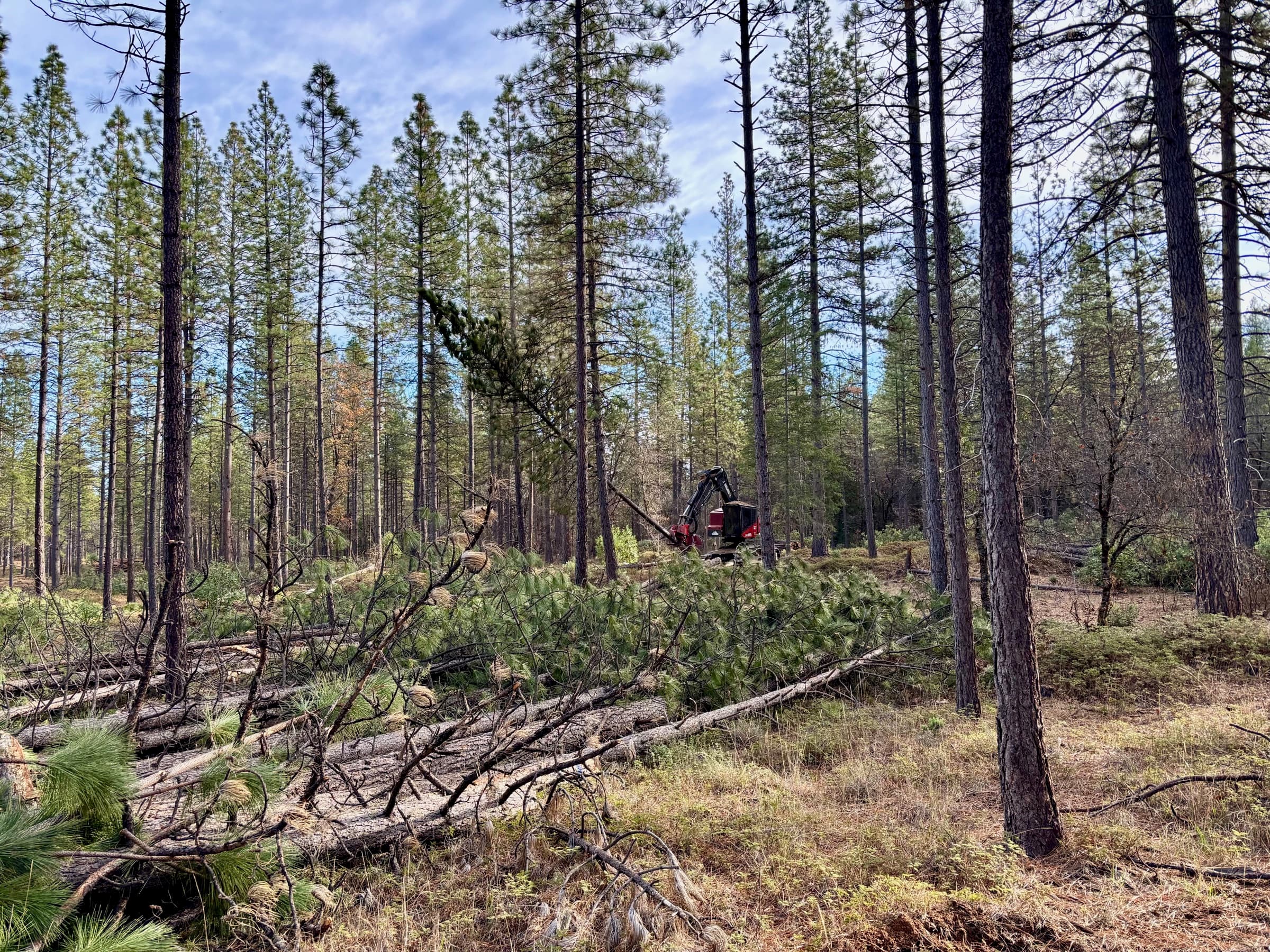 Thinned 'Inimim Forest stand on San Juan Ridge showing more open structure and light reaching the forest floor