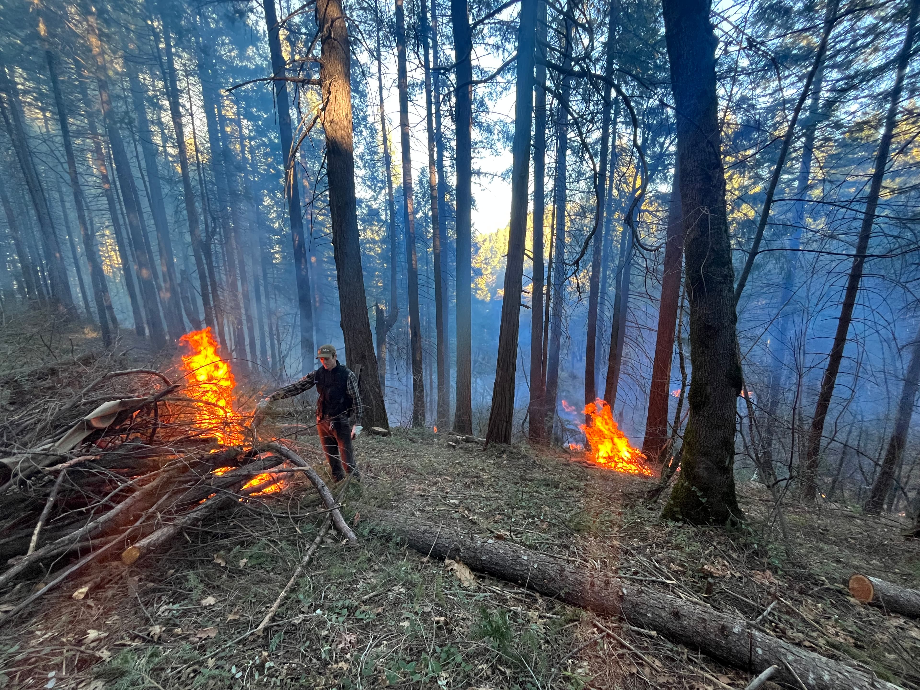 Treated forest stand in the Little Deer Creek project area after fuel reduction work