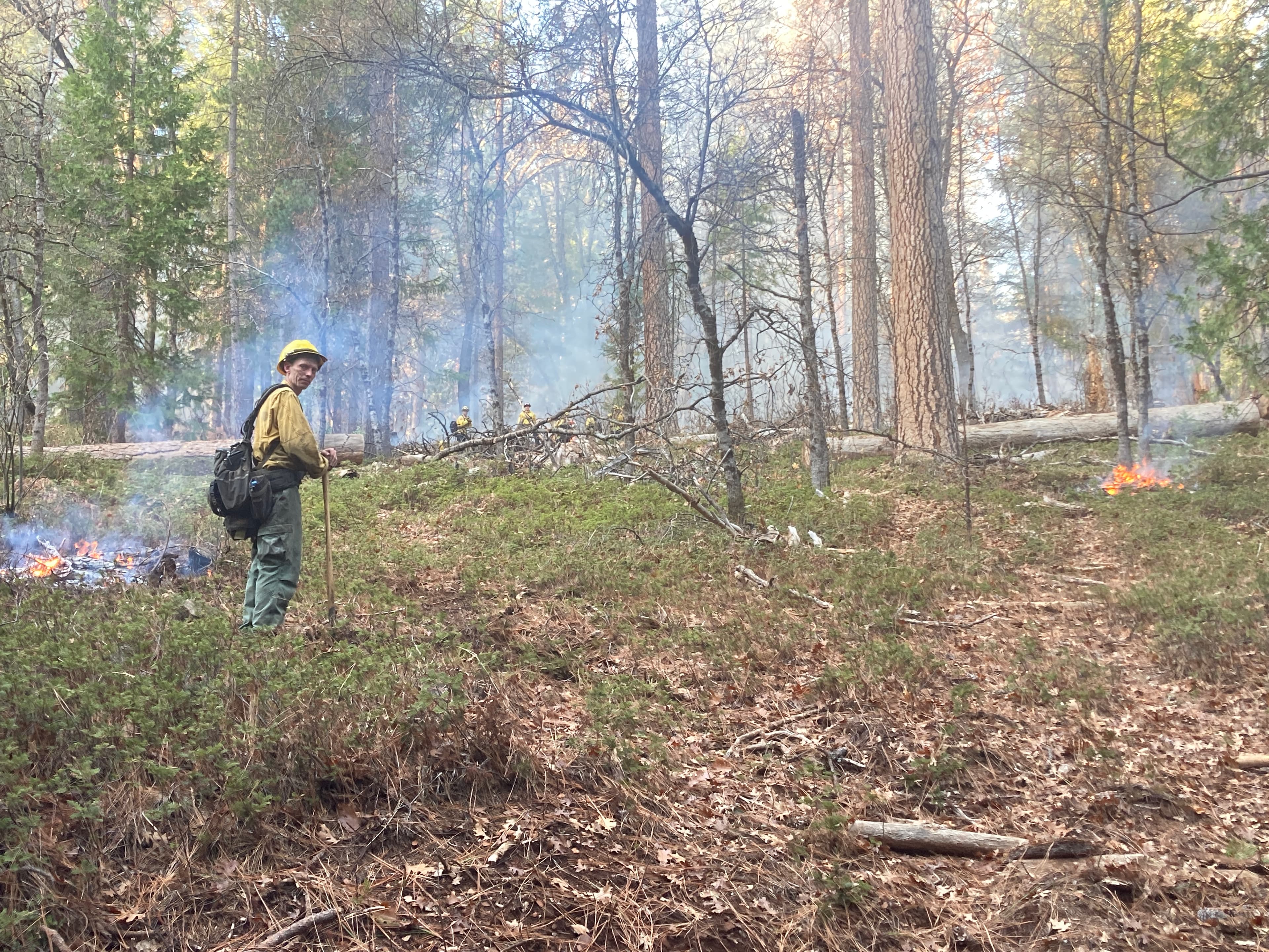 A firefighter in yellow hard hat monitors small ground fires burning through an open mixed-conifer forest during a prescribed burn