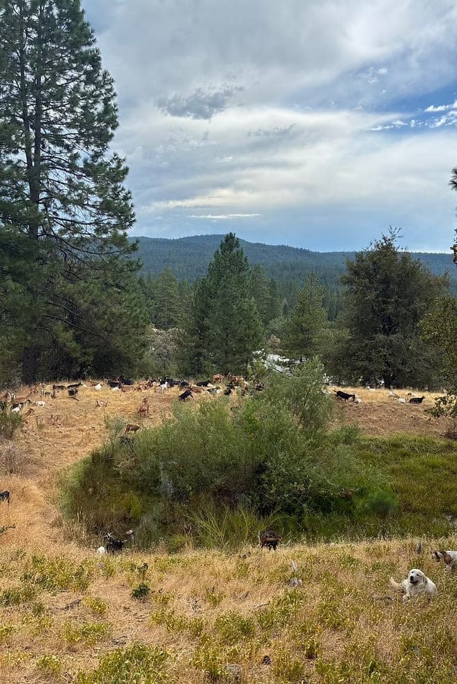 Understory browsing results