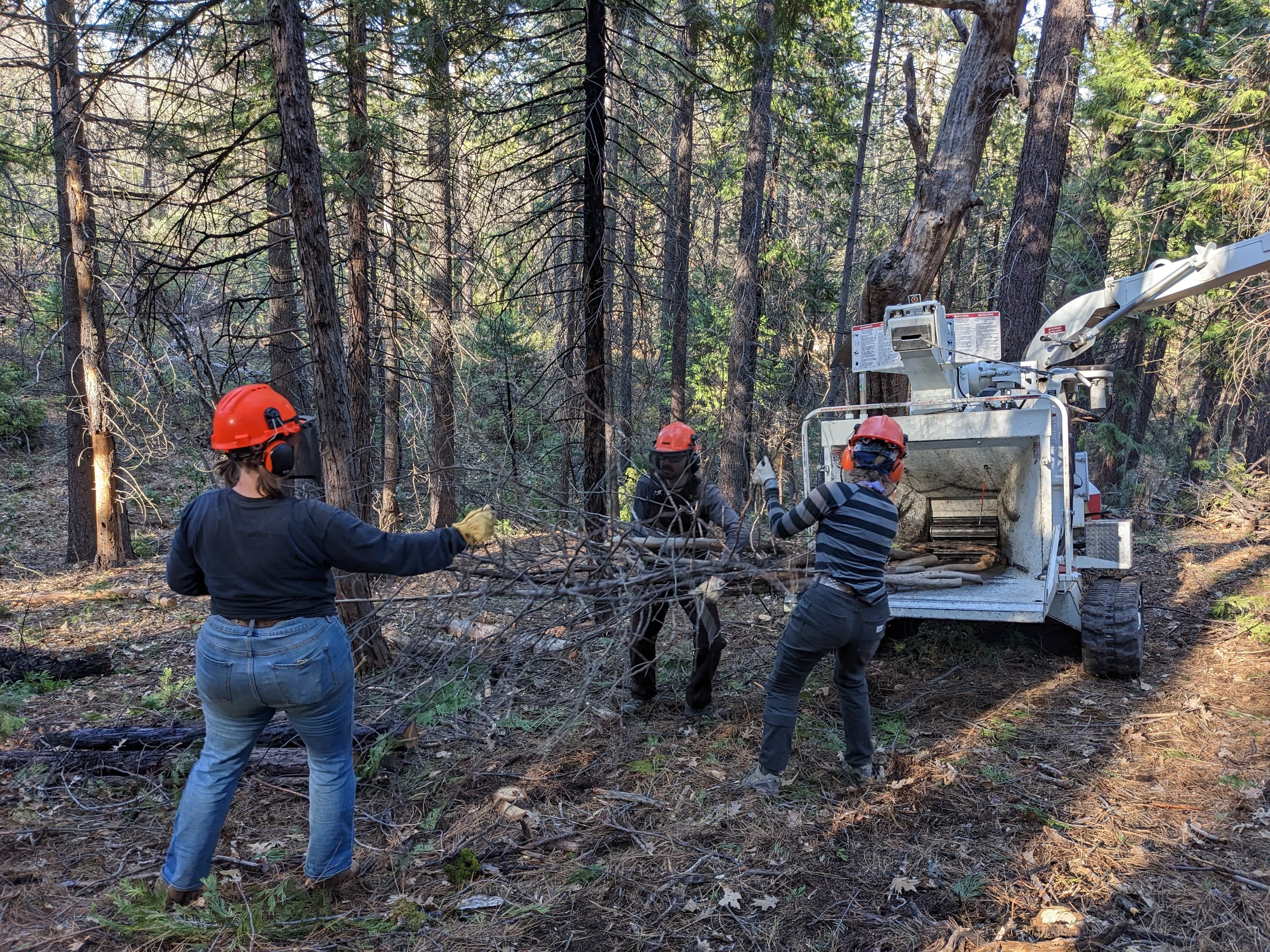 Yuba Watershed Institute stewardship crew thinning and chipping in the forest